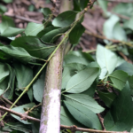 Sweating the Fact(s) of my Body (+Mermaids) as a Pedagogist