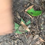 On Becoming a Post Secondary Pedagogist: Working with Students, Faculty, and Institutional Realities