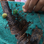 Decolonizing Place in Early Childhood Education